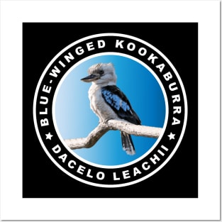 Blue-winged Kookaburra (Dacelo Leachii) Bird Posters and Art